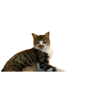 A Cute Tabby Cat Relaxing On A Stone Pavement In ŞAnlıUrfa, TüRkiye. 13536 - Cat PNG image with transparent background